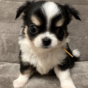 チワワ(ロング)【滋賀県・男の子・2024年9月22日・ブラック&タン】の写真「コロコロの小さな男の子🐶🩵🩵」