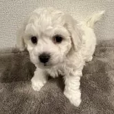 ビションフリーゼ