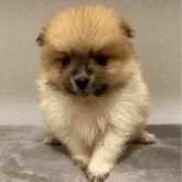 ポメラニアン