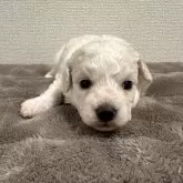 ビションフリーゼ