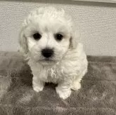 ビションフリーゼ