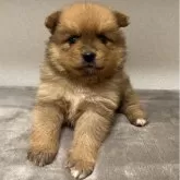 ポメラニアン