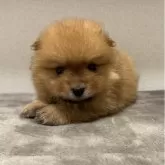 ポメラニアン