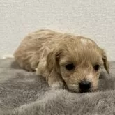 チワプー(トイプードル×チワワ)【滋賀県・男の子・2025年11月9日・アプリコットホワイト】の写真3