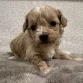 チワプー(トイプードル×チワワ)【滋賀県・女の子・2025年11月9日・アプリコットホワイト】の写真5