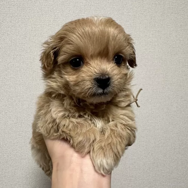ID:2403-02166の子犬