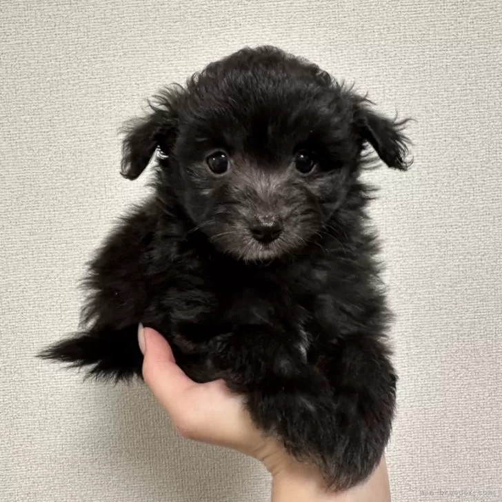 ID：2409-05303の子犬