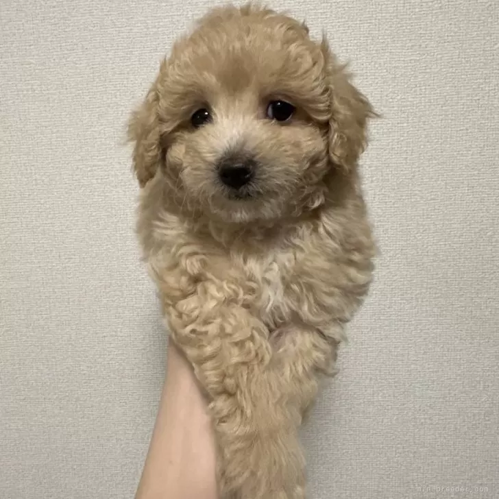 ID:2403-03900の子犬