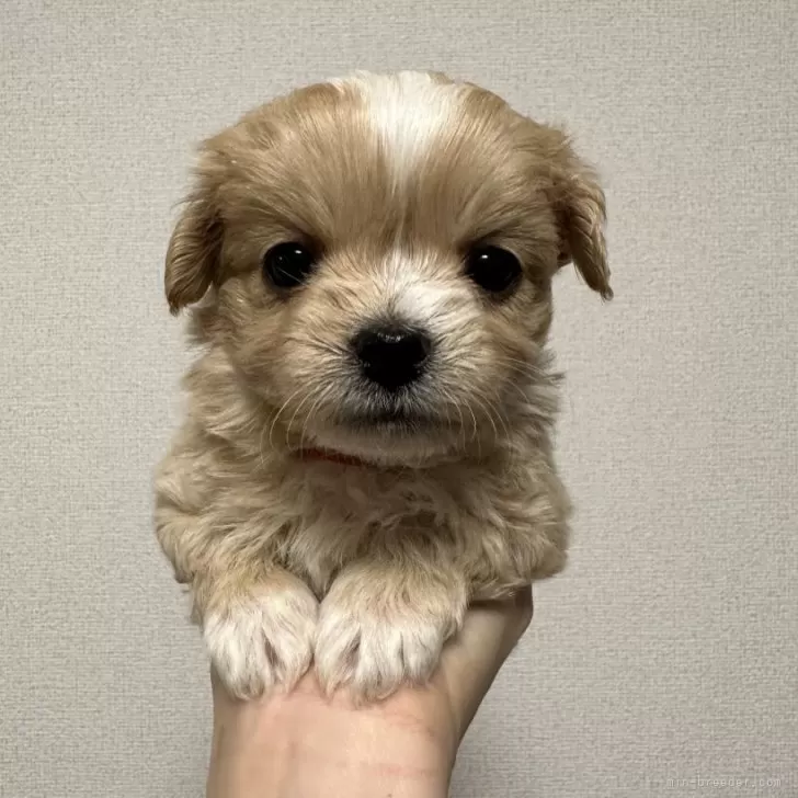 ID:2403-02161の子犬