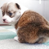 ウェルシュ・コーギー・ペンブローク