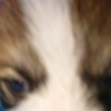 ウェルシュ・コーギー・ペンブローク【宮城県・女の子・2023年7月7日・セーブルアンドホワイト】の写真「むっちりもちもち成長中です。」