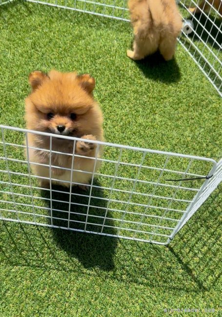 外遊び🎾🫧｜長田　一希(おさだ　かずき)ブリーダー(静岡県・ポメラニアン・JKC登録)の紹介写真2
