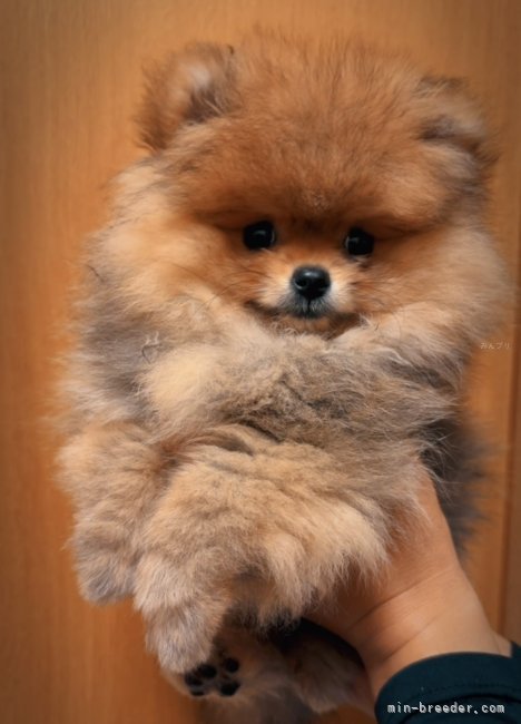 長田一希ブリーダー