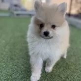 ポメラニアン