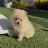 ポメラニアン