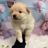 ポメラニアン【静岡県・男の子・2025年3月21日・クリーム】の写真3