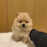 ポメラニアン【静岡県・男の子・2025年10月30日・クリーム】の写真7
