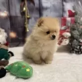 ポメラニアン【静岡県・男の子・2025年10月30日・クリーム】の写真4