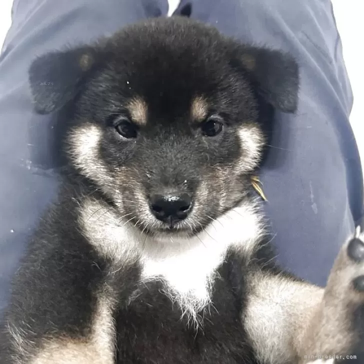 ID：2505-01895の子犬