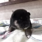 柴犬(標準サイズ)