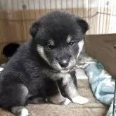 柴犬(標準サイズ)