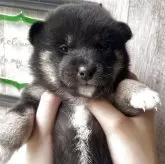 柴犬(標準サイズ)