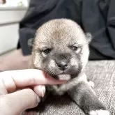 柴犬(標準サイズ)