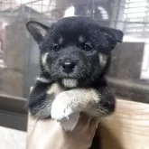 柴犬(標準サイズ)