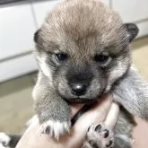 柴犬(標準サイズ)