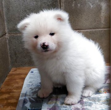 秋田犬【石川県・男の子・2025年10月29日・白毛】の写真「おめめがくりくり、とても貴重な白毛の男の子です！」