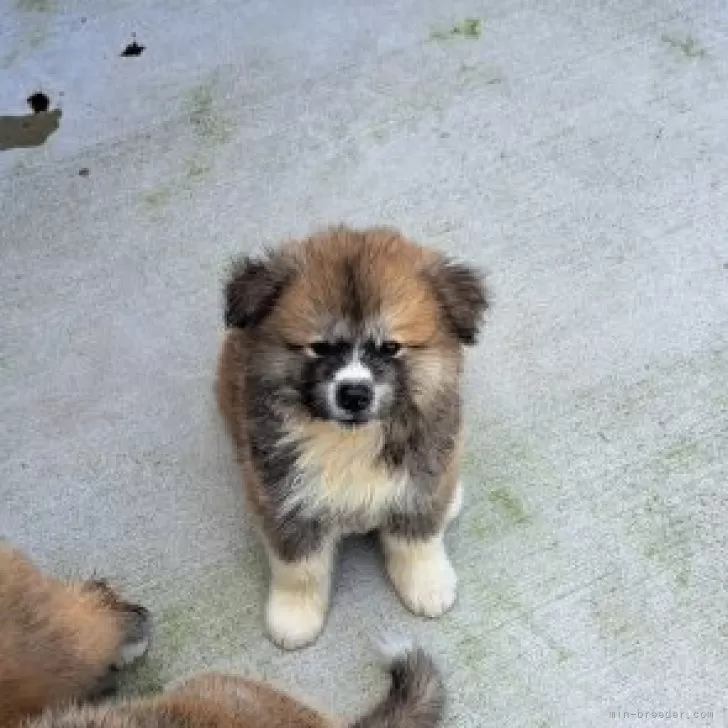 秋田犬【石川県・男の子・2024年5月30日・赤毛(長毛タイプ)】の写真1「きれいな赤毛の男の子。口のまわりの黒い毛は成長とともに白毛にかわります！」