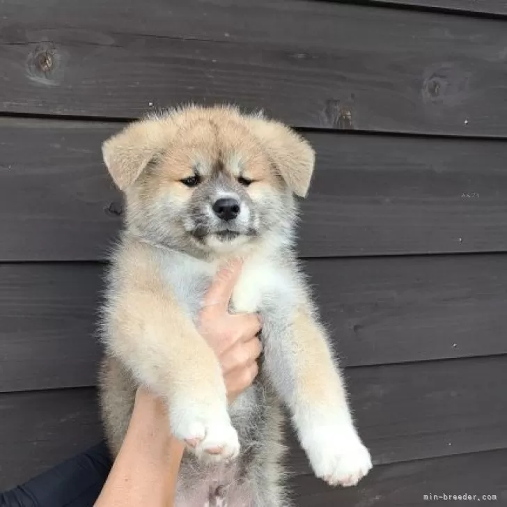 ID:2312-01998の子犬