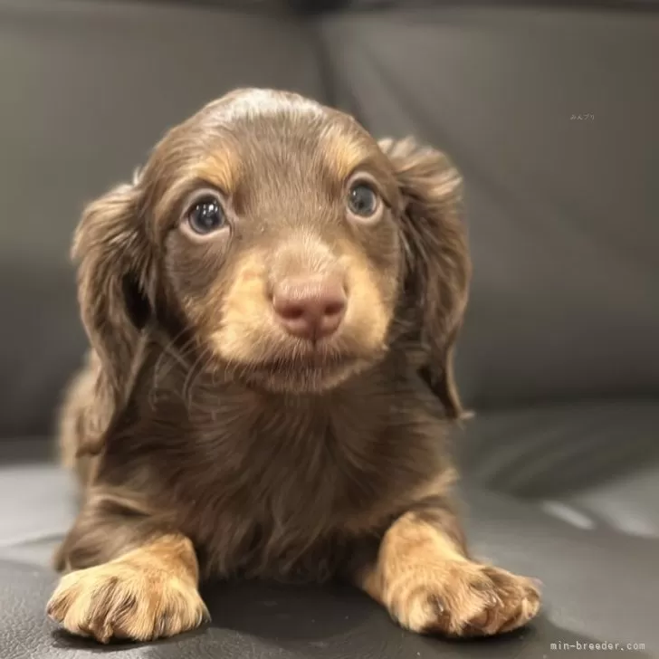 ID:2412-01559の子犬