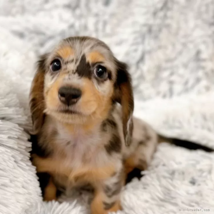 ID：2408-01569の子犬