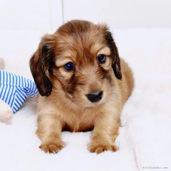 ID：2309-04003の子犬