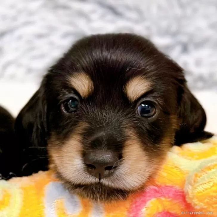 こむぎ 様のお迎えした子犬