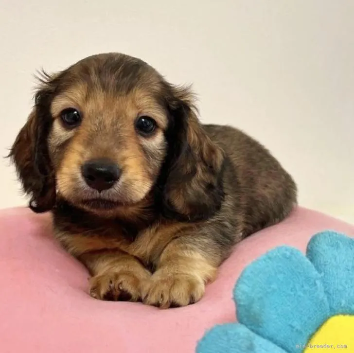 とよだ 様のお迎えした子犬