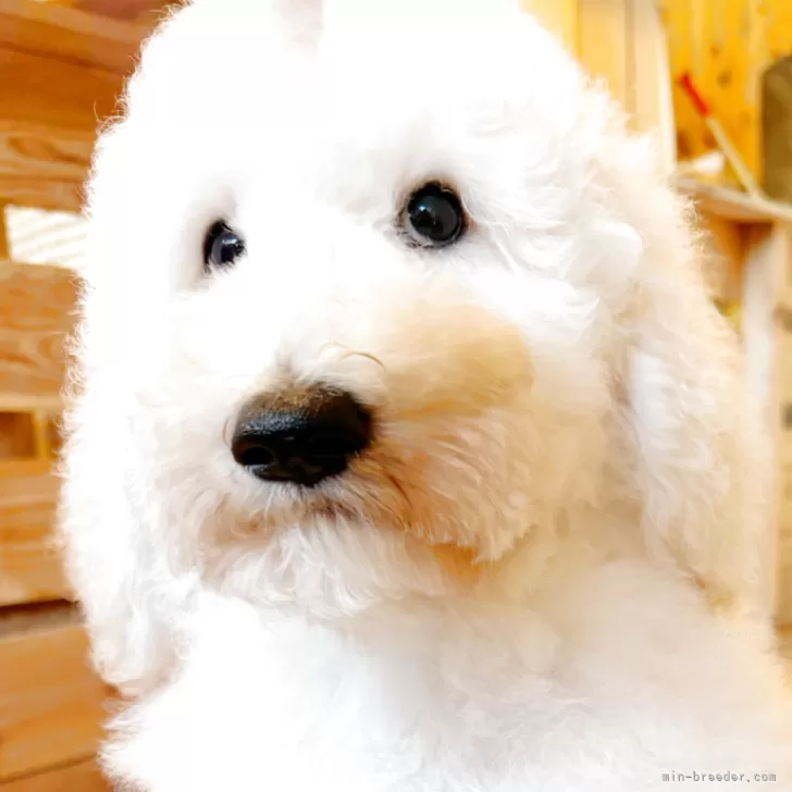 ID：2507-04073の子犬
