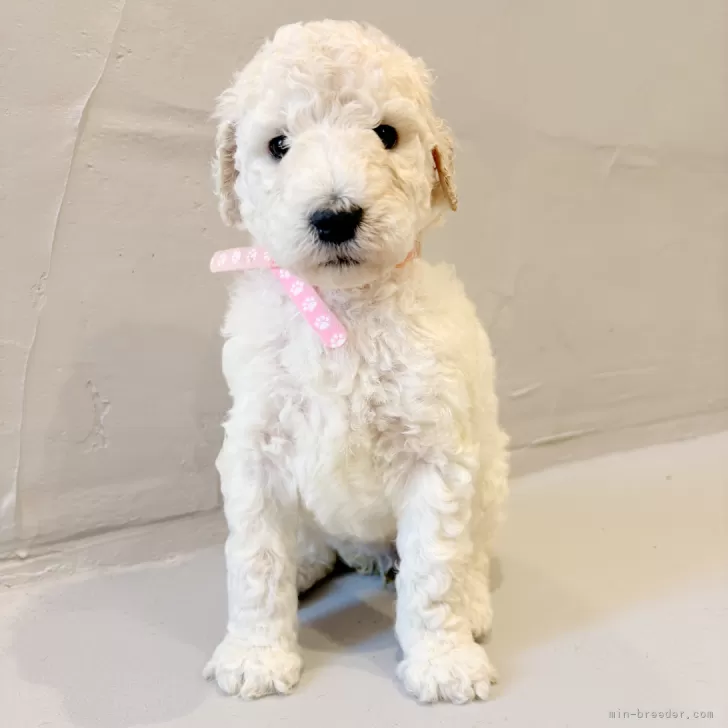 ID：2508-00196の子犬