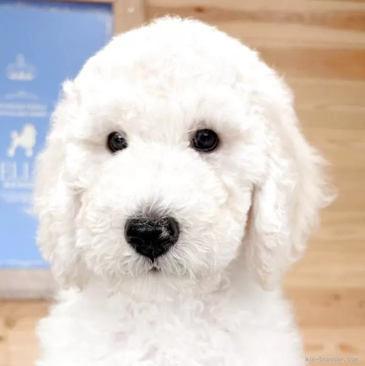 ID:2504-03578の子犬