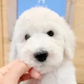 スタンダードプードル