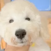 スタンダードプードル