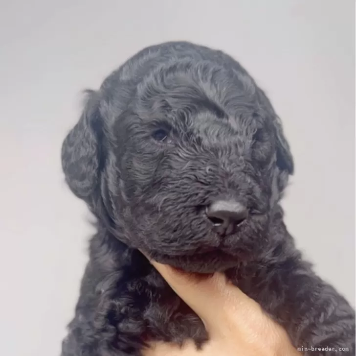 ID:2404-01294の子犬