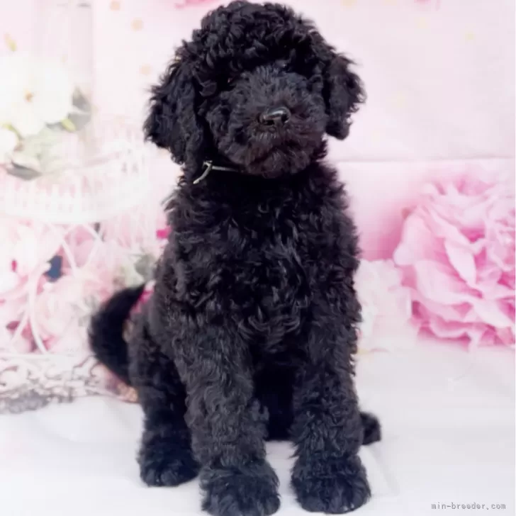 ID：2404-01308の子犬