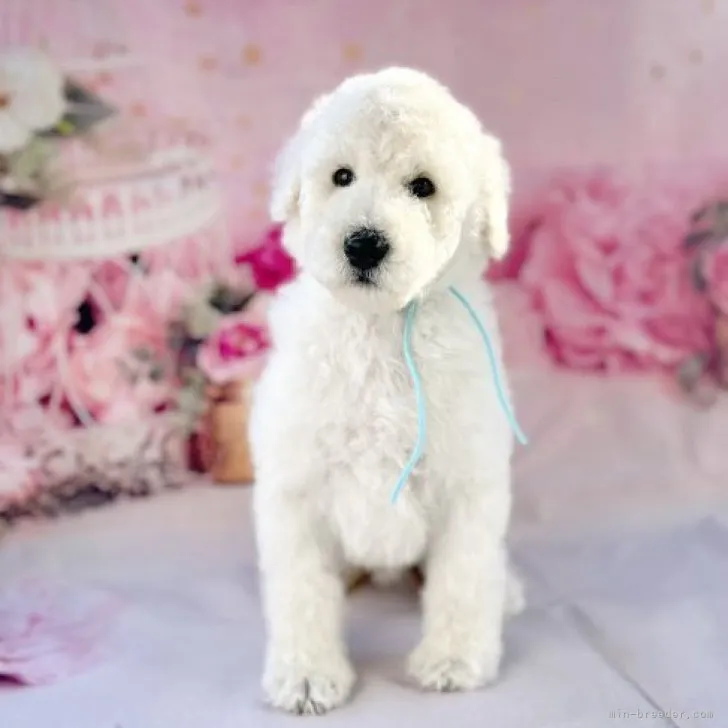 ID:2310-05883の子犬