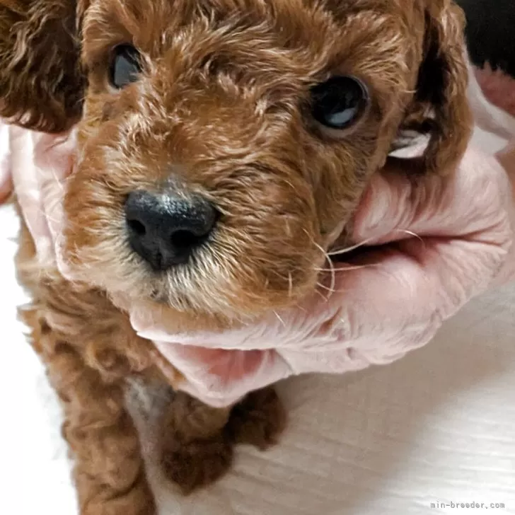 ID:2507-03240の子犬