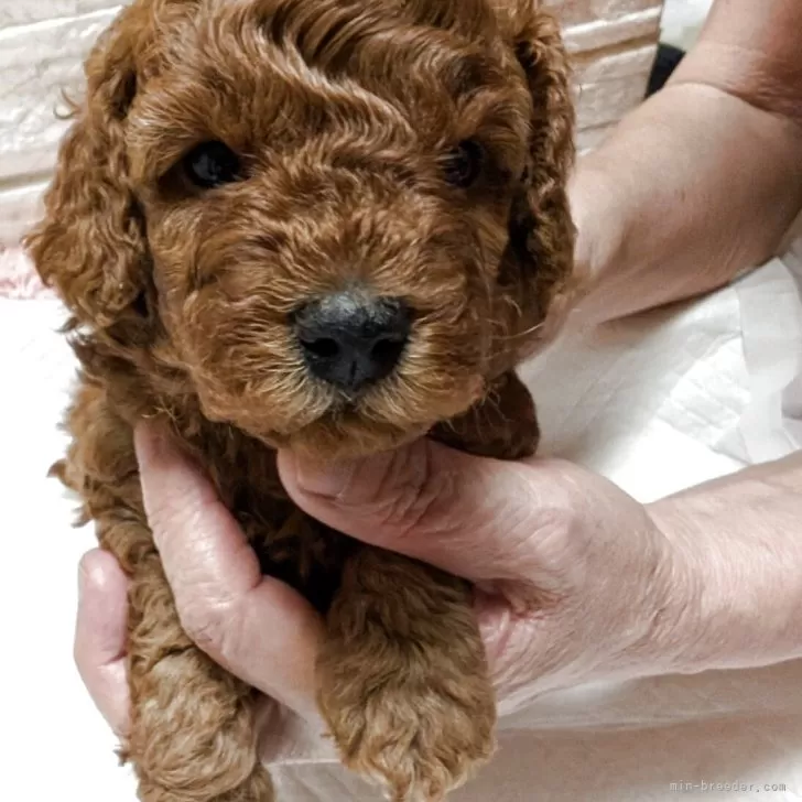 ID:2507-03243の子犬