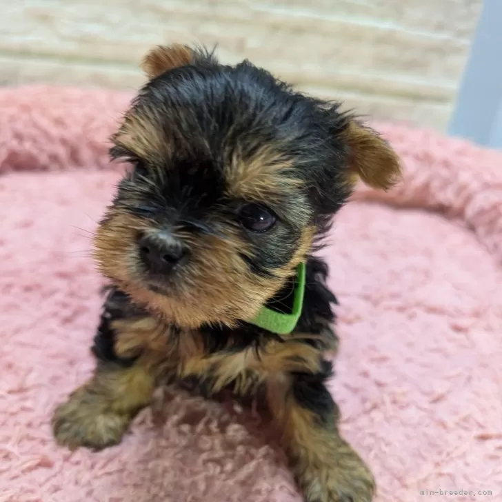 さち 様のお迎えした子犬