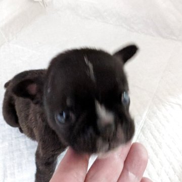 フレンチブルドッグ【神奈川県・女の子・2025年10月15日・ブリンドル】の写真「可愛い女の子です！小さめです！」