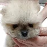 ポメラニアン